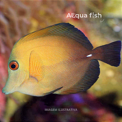 Scopas Tang