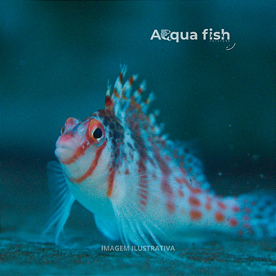 Falco Hawkfish