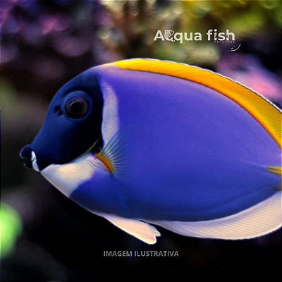Powder Blue Tang