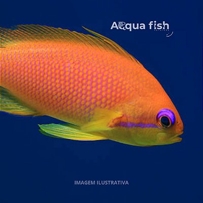 Anthias Squamipinnis (Cativeiro)
