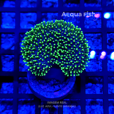 Leather Umbrella Green