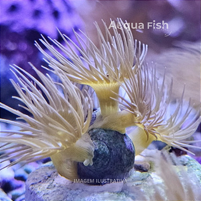 Yellow Polyps
