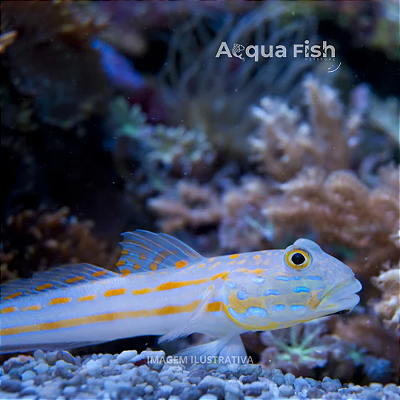 Diamond Goby