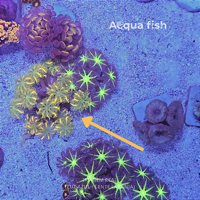 Cloves Gold Streaked