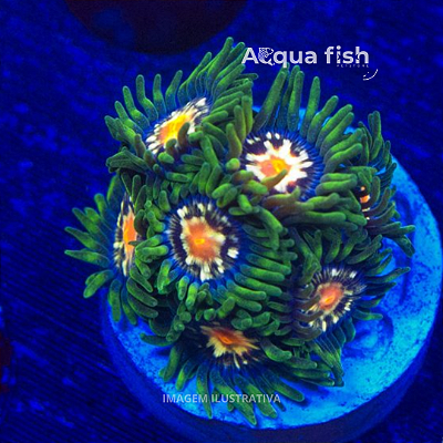 Zoanthus Stargazer