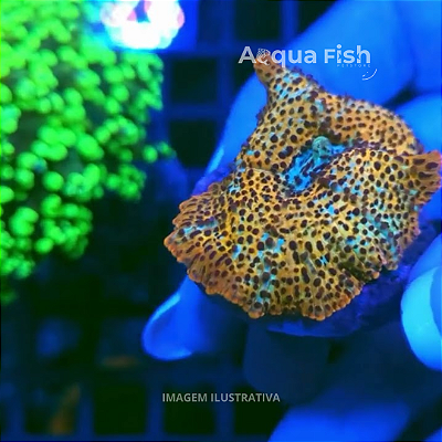 Mushroom Leopard