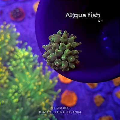 Anêmona BBT Verde Ponta Rosa