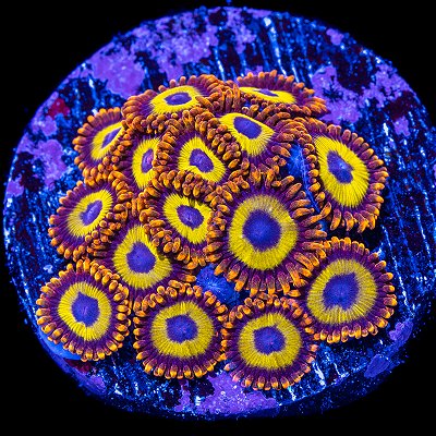 Zoanthus Fruit Loops