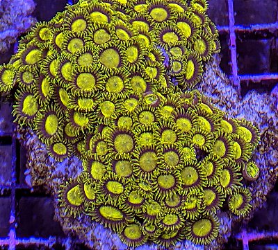 Zoanthus King Midas