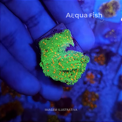 Montipora Chilli Peppers