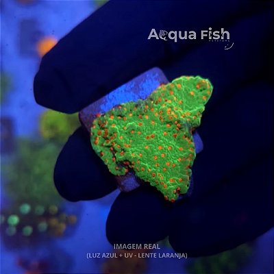 Montipora Chilli Peppers