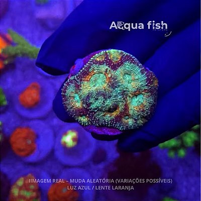 Acan Echinata Salad Fruit
