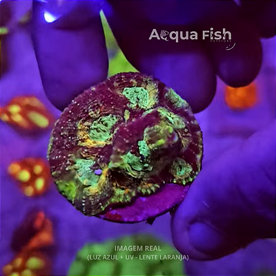 Acan Echinata