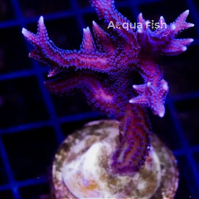 Seriatopora Hystrix Purple