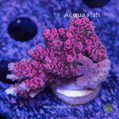 Acropora Superman Table