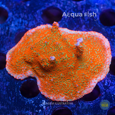 Montipora Grinch