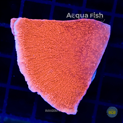 Montipora Capricornis Orange