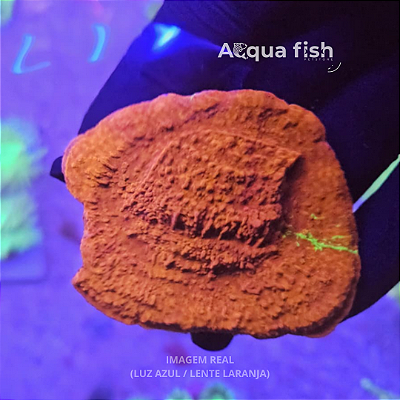 Montipora Capricornis Orange