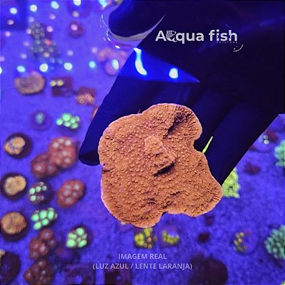 Montipora Capricornis Orange