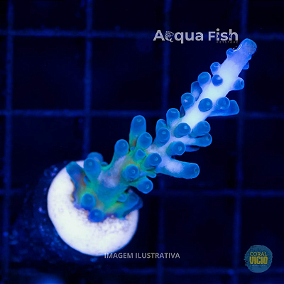 Acropora Cali Tort