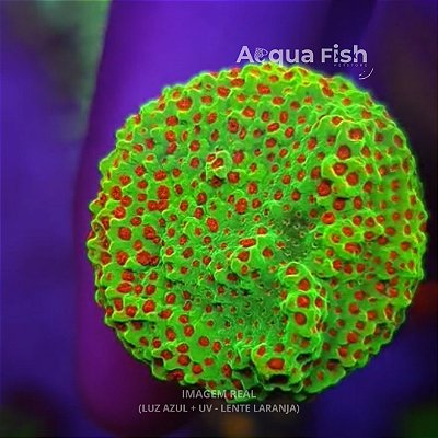 Montipora Tickled Pink