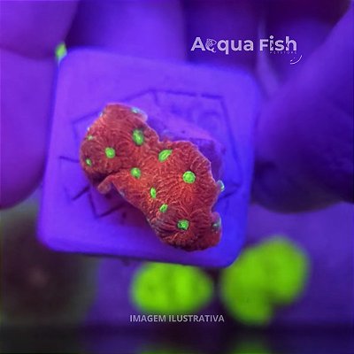 Favia Red