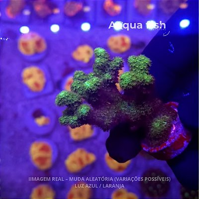 Pocilophora Purple Green