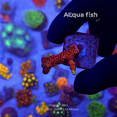 Digitata Forest fire