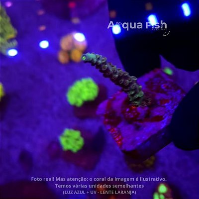 Acropora Tenuis Baby Blue