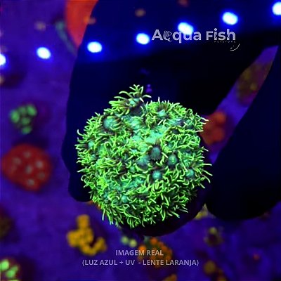 Golfball Metallic Green