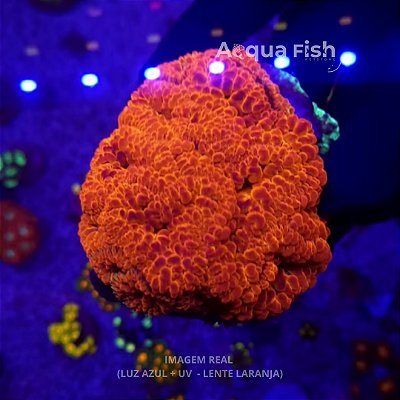 Blastomussa Super Red