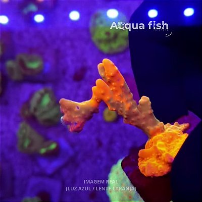 Montipora Setosa Grafted