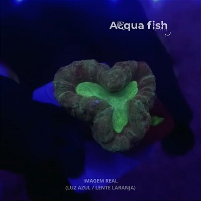 Trumpet Candy Cane Green