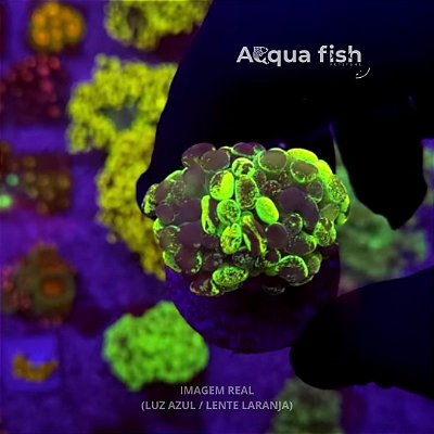 Hammer Branch Lemon Rainbown Splatter