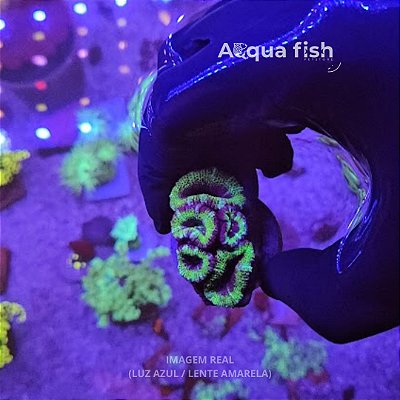 Acanthastrea Lordhowensis Green