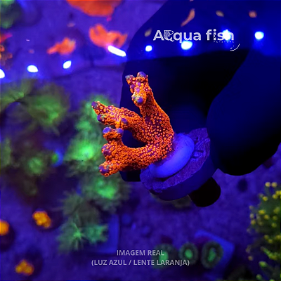 Montipora Forest Fire (B)