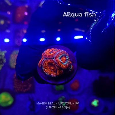 Acanthastrea Lordhowensis (A)