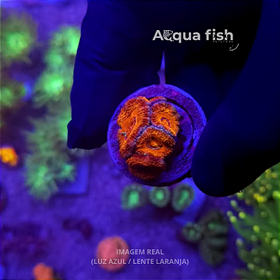 Acanthastrea Lordhowensis (A)