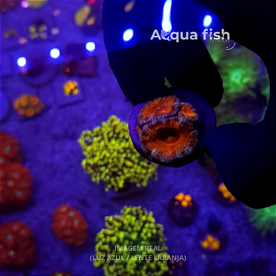 Acanthastrea Lordhowensis (B)