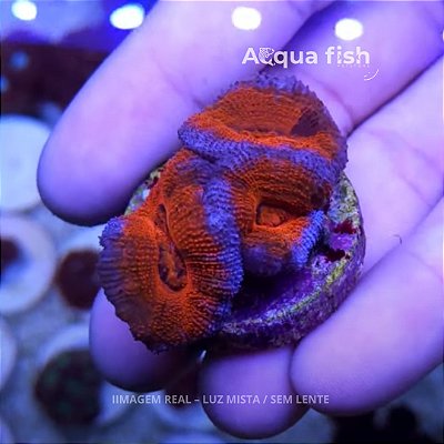 Acanthastrea Lordhowensis (C)