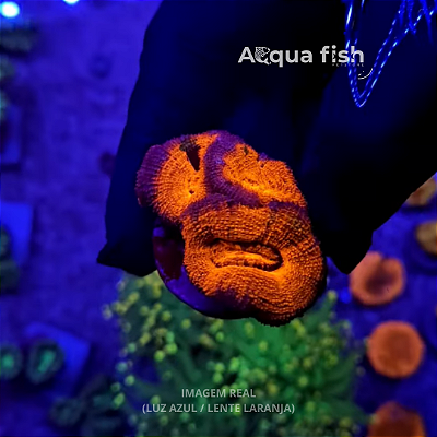 Acanthastrea Lordhowensis (C)