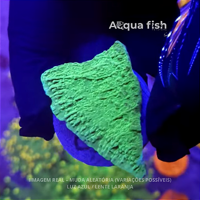 Montipora Capricornis Green