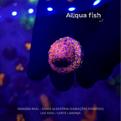 Cyphastrea Skittle Bomb