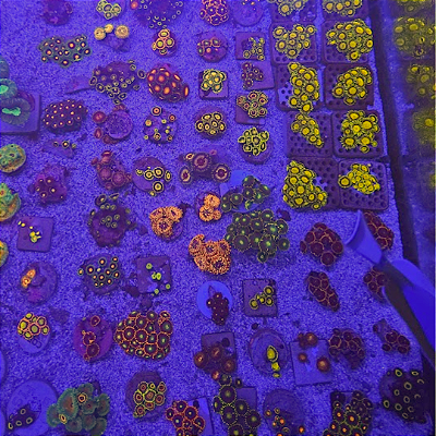 Zoanthus & Palythoas Evento BT01