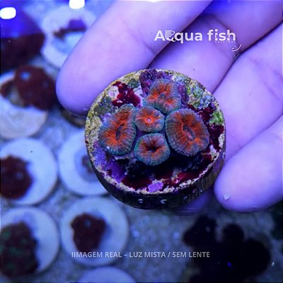 Acanthastrea Lordhowensis