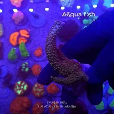 Acropora Turquoise Blue Tips (B)