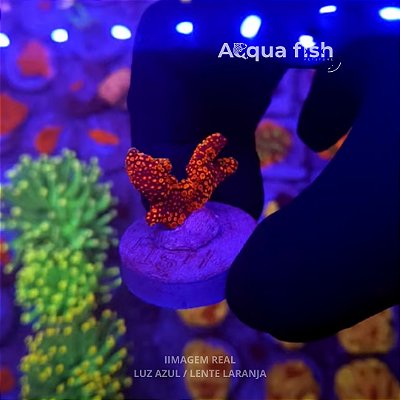 Montipora Forest Fire