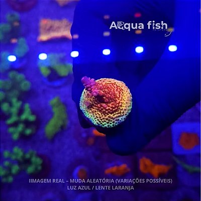 Acropora PC Rainbow