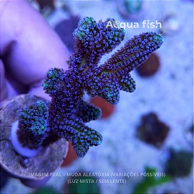 Seriatopora Blue Zing Birdnest