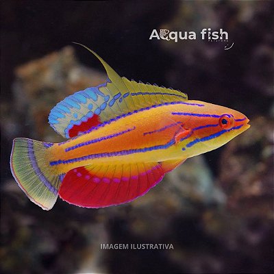 Carpenters Flasher Wrasse